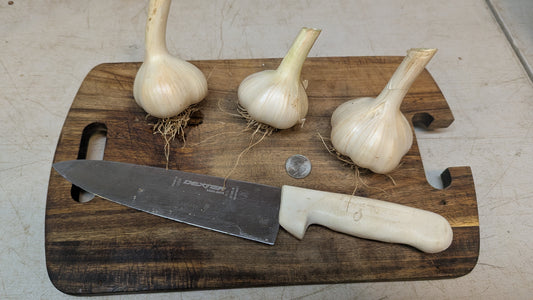 Garlic, Hardneck- MUSIC OG