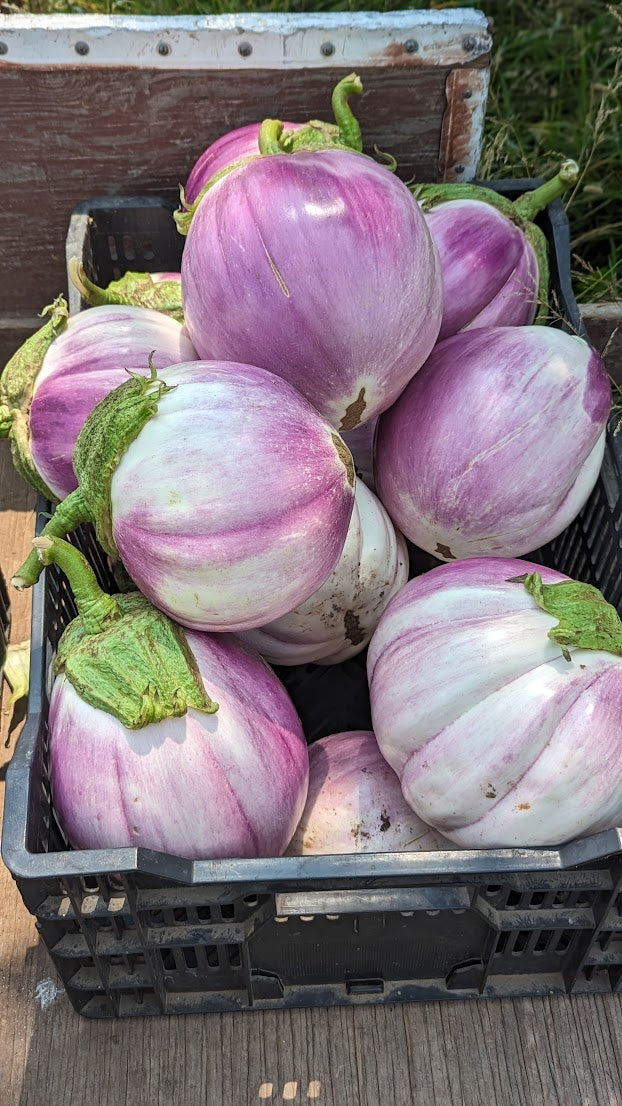 rosa bianca eggplant seeds Eggplant- Rosa Bianca OG – Cultivating the Commons