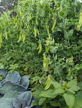 Pea, Snow- Schweizer Reisen OG