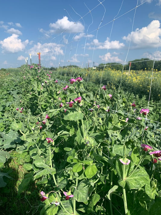 Pea, Snow-  Schweizer Reisen OG