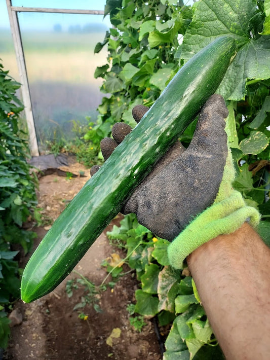Cucumber- Shintokiwa OG