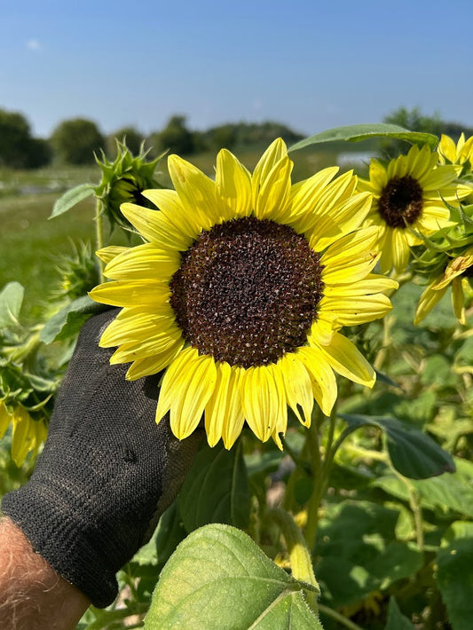 Sunflower- Valentine