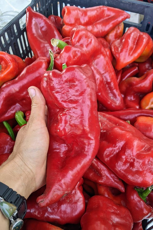 Hot Pepper- Beaver Dam Pepper OG