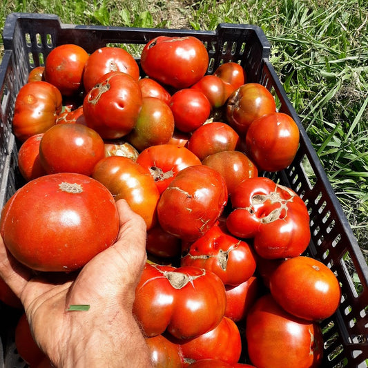 Slicer- Paul Robeson