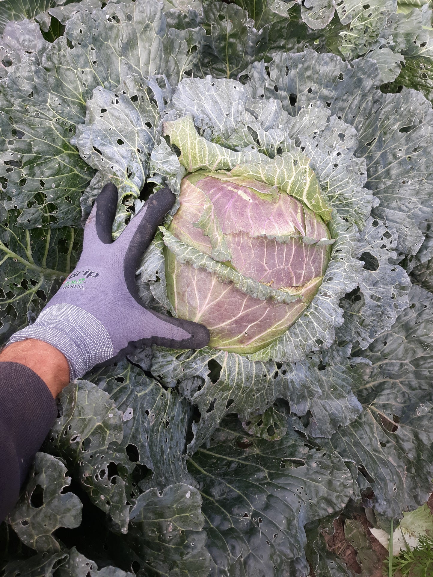 Cabbage- January King