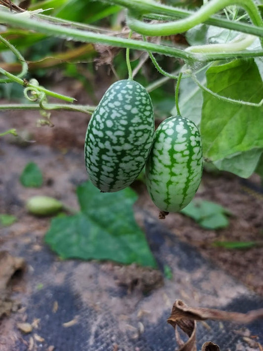 Mexican Sour Gherkin