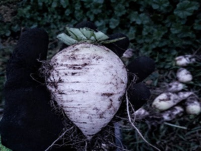 Radish,Winter- Bier Garten OG