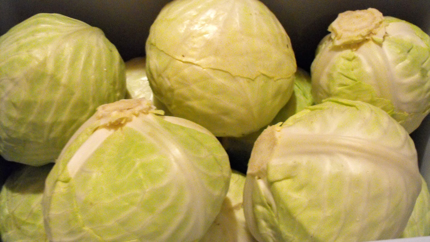 Cabbage- Dottenfielder   OG
