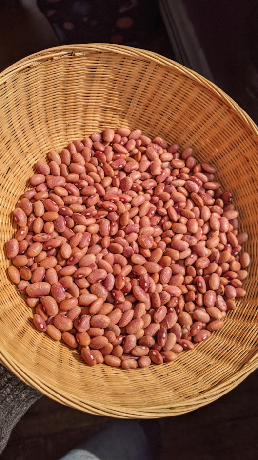 Dry Bean- Flor de Mayo OG