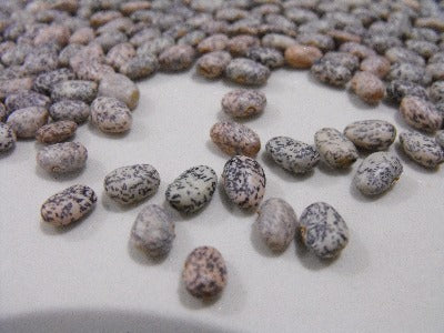 Dry Bean- Blue Speckled Tepary