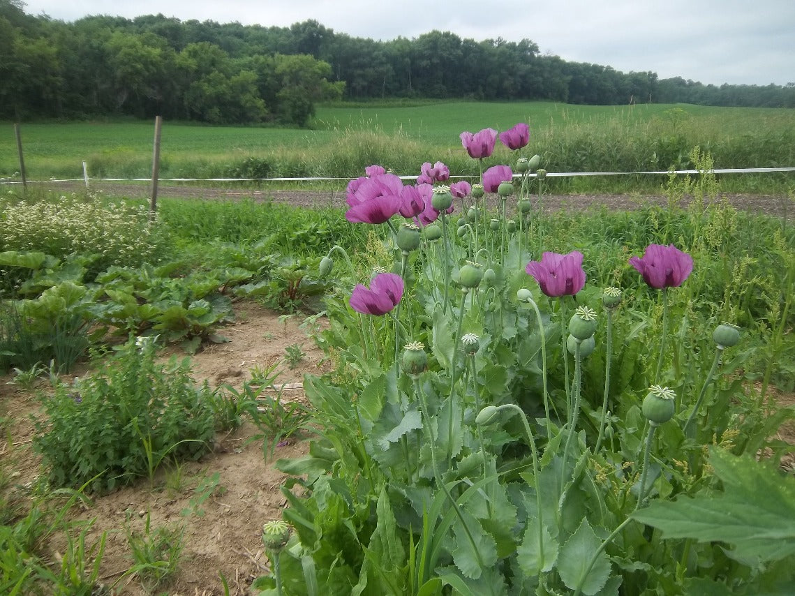 Poppy, Hungarian Purple Breadseed  OG