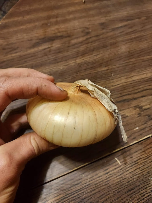 Onion, Yellow Cipollini  OG