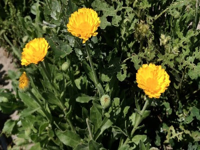 Calendula, Resina  OG