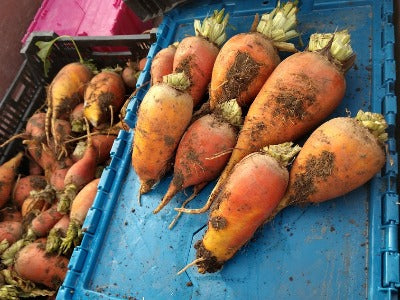 Beet, Gold - Gold Grex