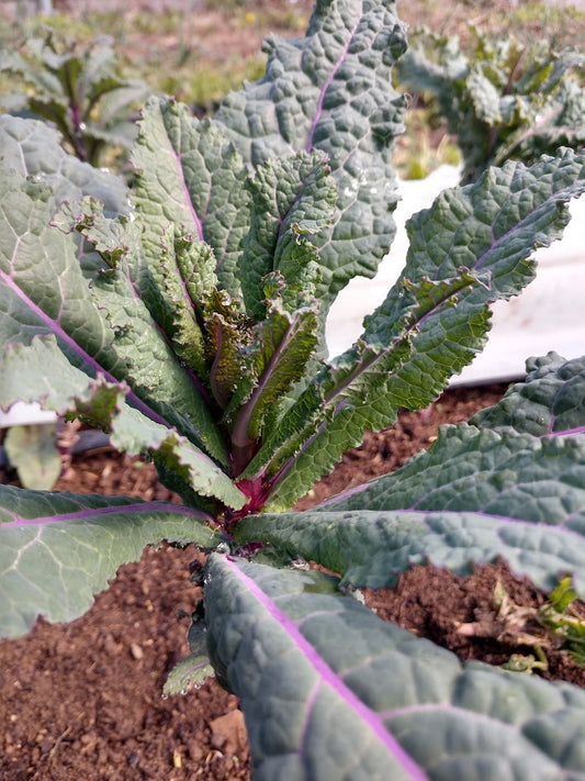 Kale- Dazzling Blue OG