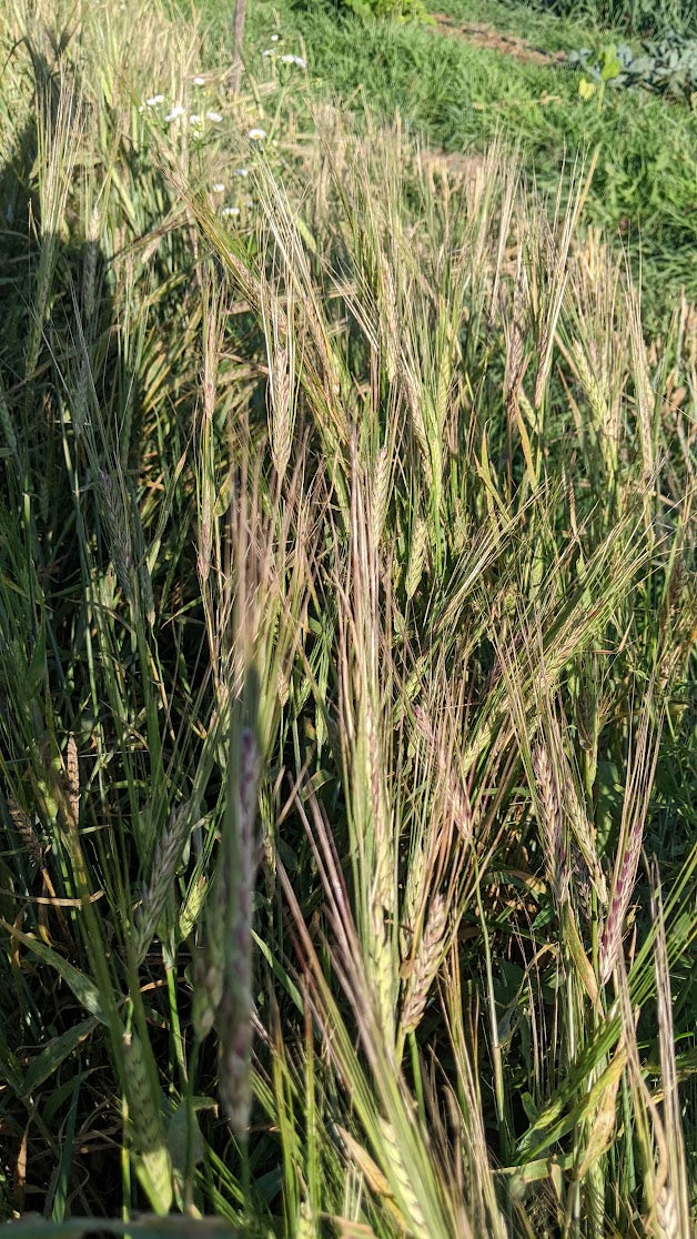 Barley, Purple Hulless Improved