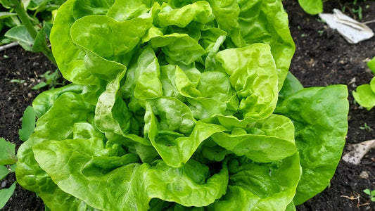 Butterhead - North Pole OG