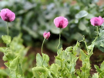 Poppy, Hungarian Purple Breadseed  OG