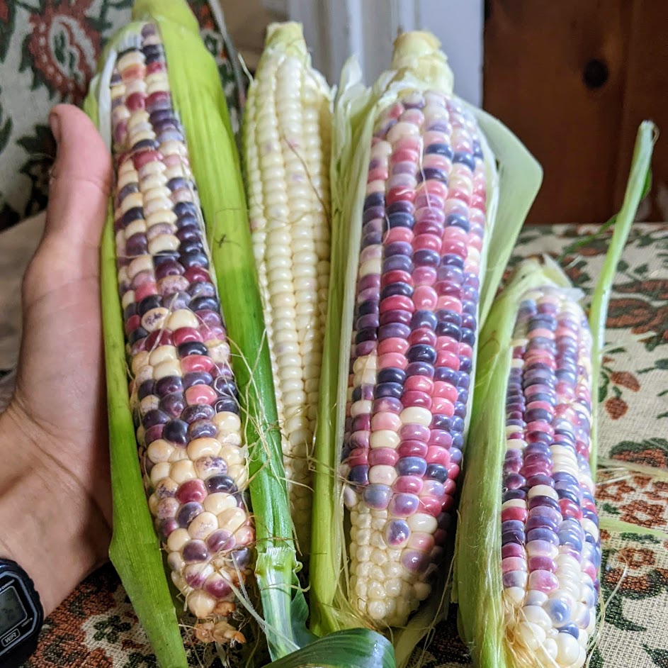 Agricultural Art: The Beauty of Painted Hill Corn