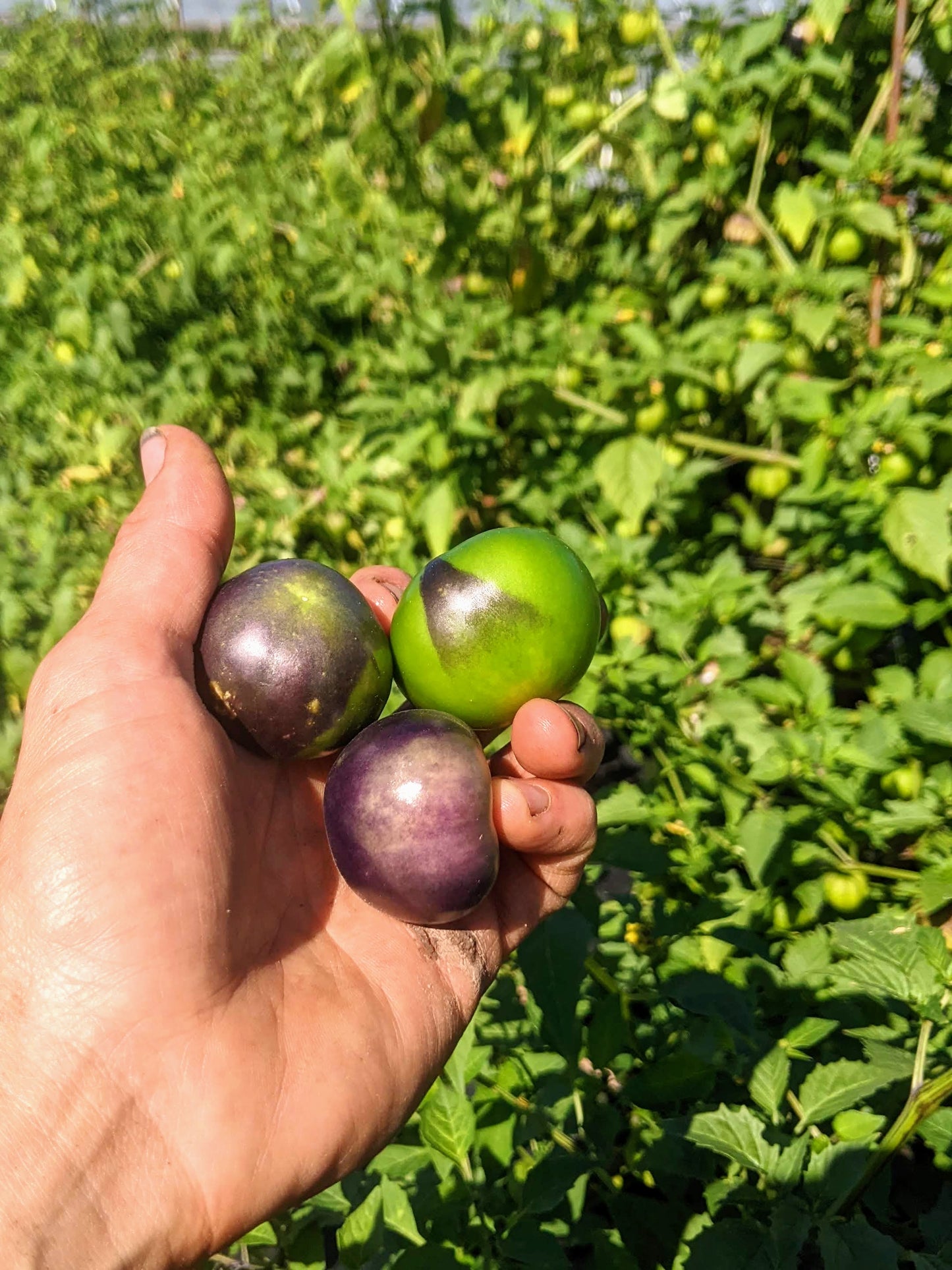 De Milpa tomatillo