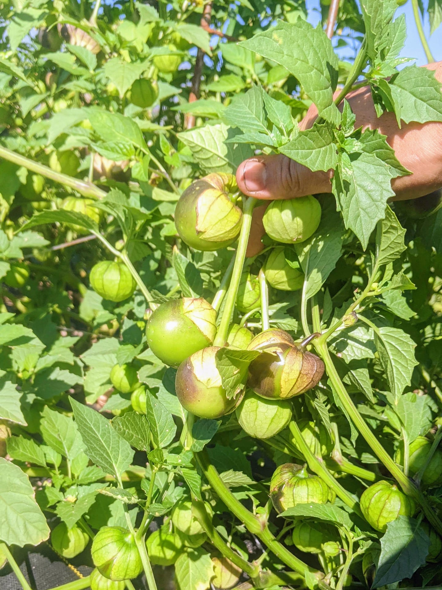 De Milpa tomatillo