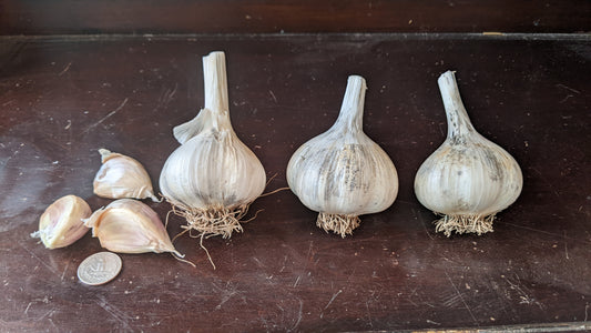 Garlic, Hardneck- MUSIC  OG