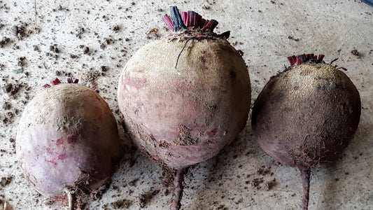 Beet, Red- Robushka OG