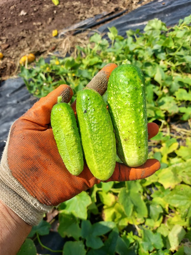 Cucumber, 'VORGEBIRGSTRAUBEN'  OG