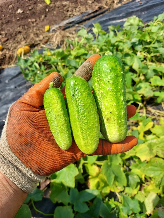 Cucumber, 'VORGEBIRGSTRAUBEN' OG