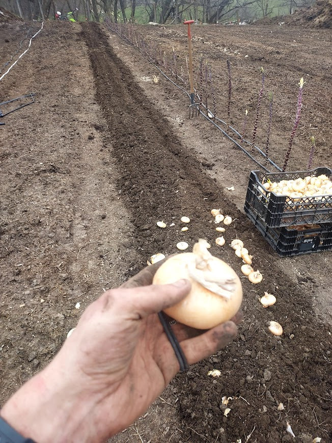 Onion, Yellow Cipollini