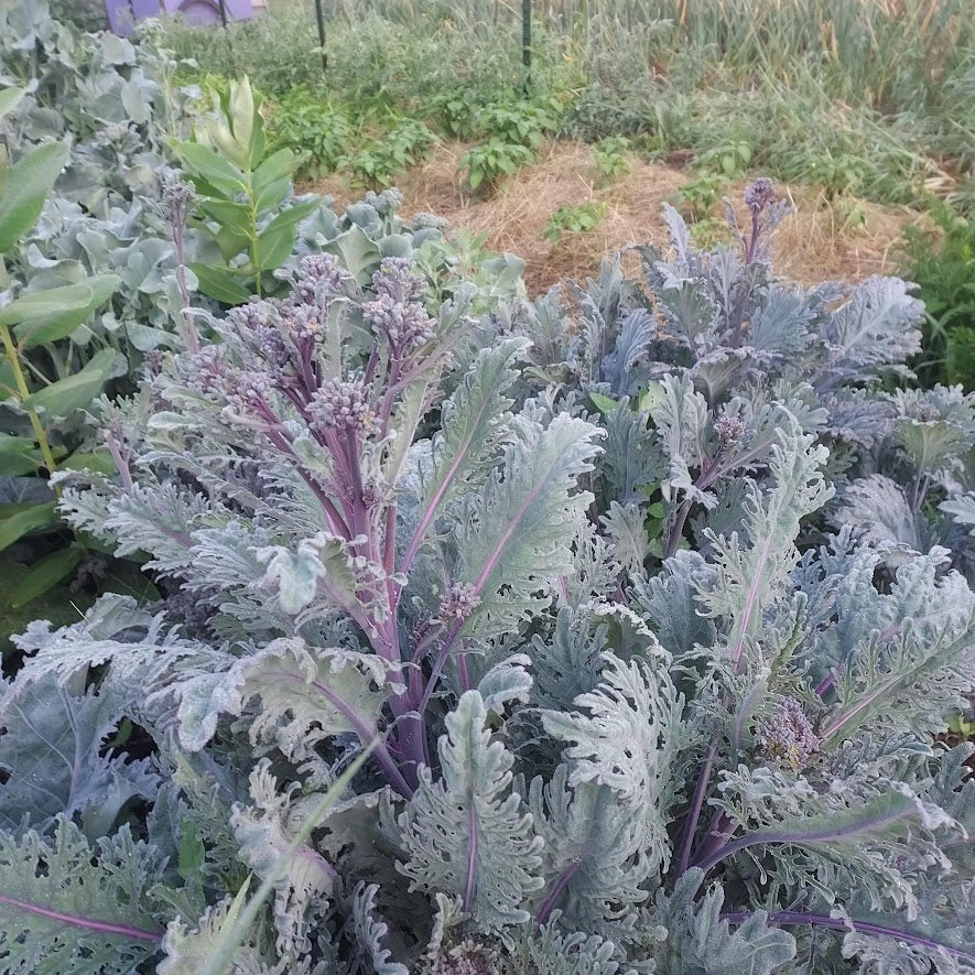 Broccoli- Backyard Broccolini Mix! OG