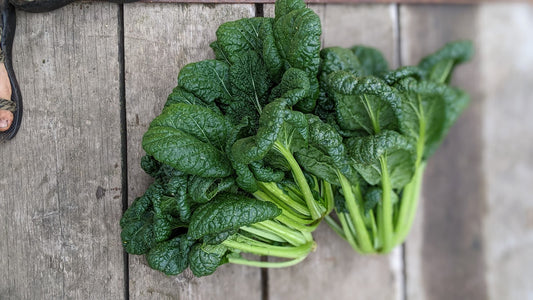 Tatsoi- Chijiisai OG