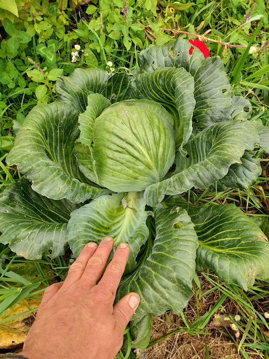 Cabbage- Dottenfielder OG