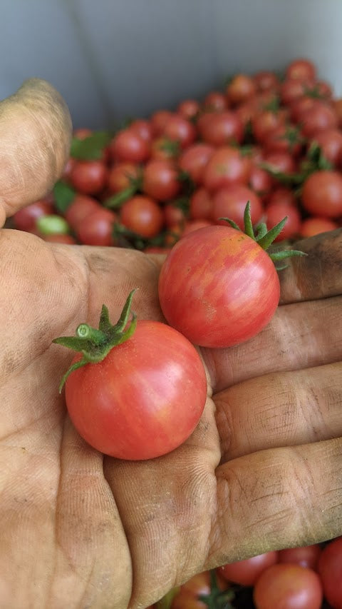 Cherry, Pink Bumblebee OG