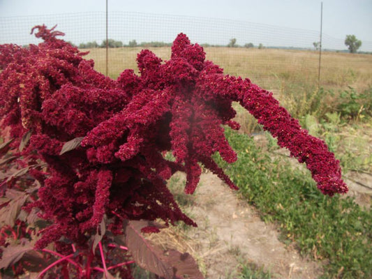 Amaranth - Burgandy