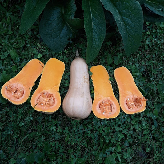 Winter Squash, Butterbush
