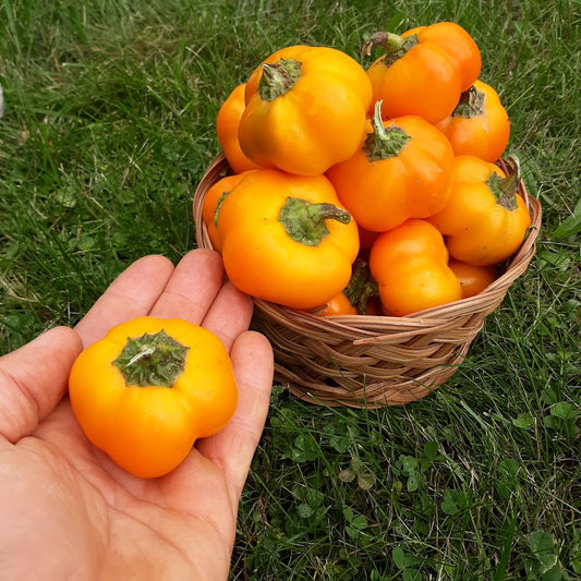 Sweet Pepper, Doe Hill OG