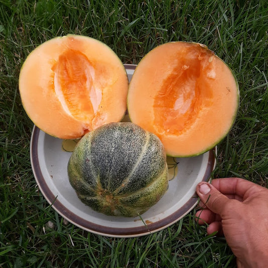 Melon, Emerald Gem  OG