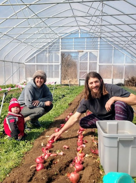 Onion- Rossa de Milano OG