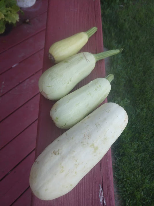 Zucchini, Homs 10