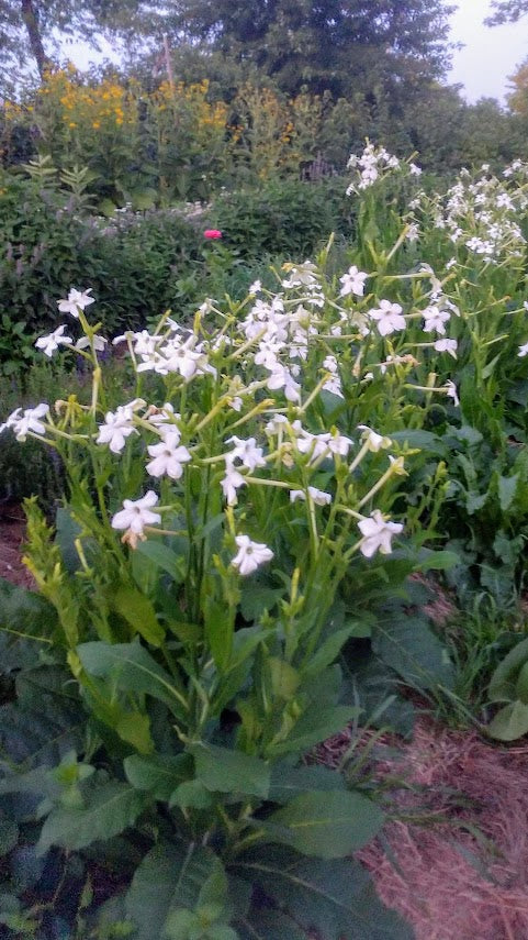 Tobacco, Jasmine-Scented OG