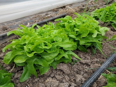 Lingua di Canario OG