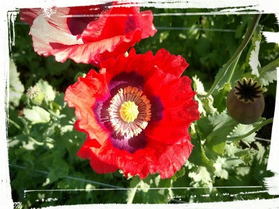 Poppy, Charlottesville Old Time OG