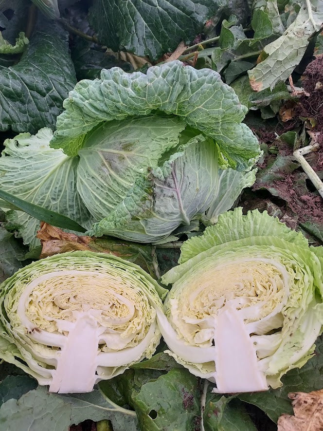 Cabbage- January King OG