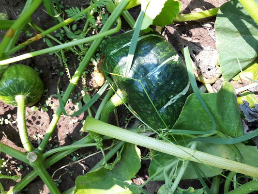 Winter Squash, Burgess Buttercup