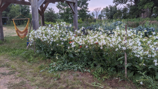 Tobacco, Jasmine-Scented OG