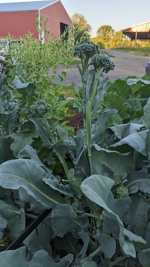 Broccoli- Backyard Broccolini Mix! OG