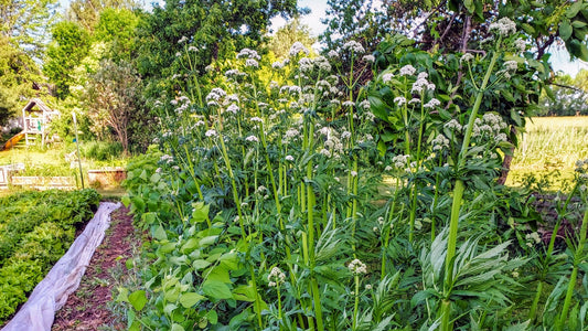 Valerian