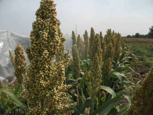Sorghum- White Milo