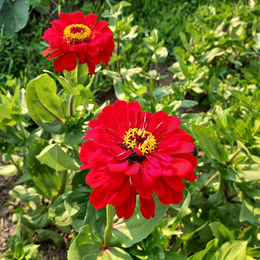 Zinnia, Red Beauty OG